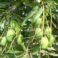 Kesar Mango Graft