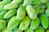 Green Mango