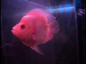 short body albino flower for sale