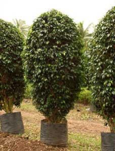 Black Ficus Plant