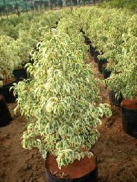 ficus starlight plant