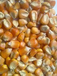 Maize