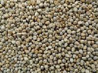 Millet Seeds