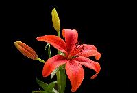 lilies flower
