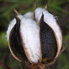 Raw Cotton Bales