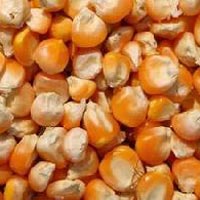 Maize