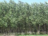 Poplar Trees