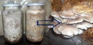 Oyster Mushroom Spawn