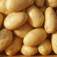 Indian Fresh Potato