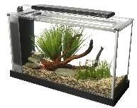 fish aquariums