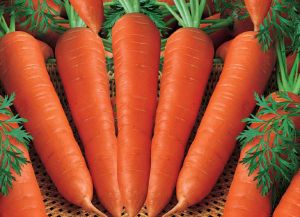 Fresh Carrots