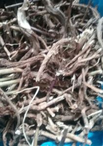 Dandelion Roots