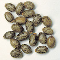 Organic Castor Seed