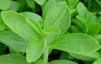 Stevia Plants