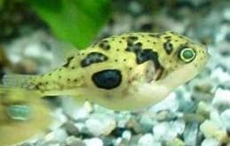 Dwarf Puffer Fish