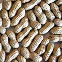 Shelled Groundnuts