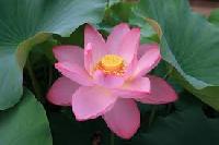land lotus flower