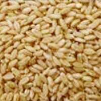 Tukdi Wheat