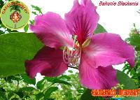 Bauhinia Blakeana Plant