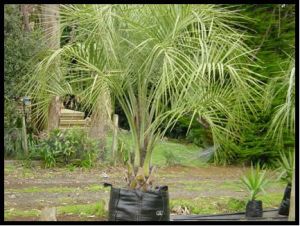 Palm Plants