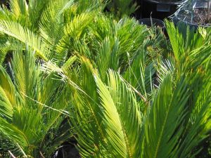 Cycas Revoulta