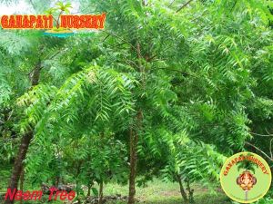 Neem Plant