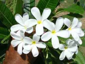 Plumeria Plant