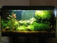 freshwater aquariums