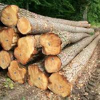 Pine Wood Logs