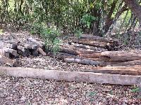 Neem Wood Logs