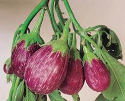 Vegetable Seeds of Brinjal Neelam Fruits