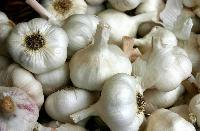 Garlic