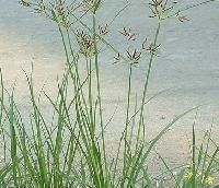 Cyperus Rotundus