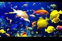 Fish Aquarium