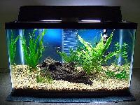 aquarium tanks