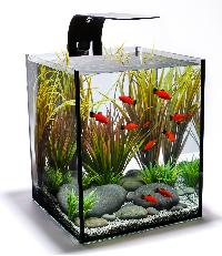 Fish Aquarium