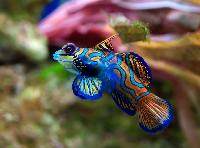 Marine Aquarium Fishes