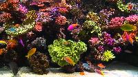 marine tropical aquarium
