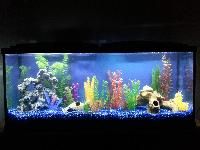 aquarium fish tanks