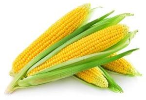 Corn