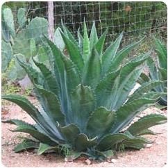 Agave plants