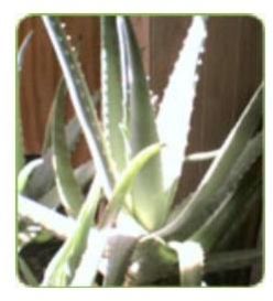 Aloe vera Plants