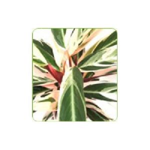 Calathea Plants.