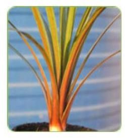 Cordyline Plant