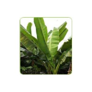Musa plants
