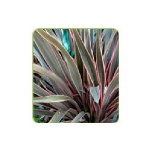 Phormium Plants