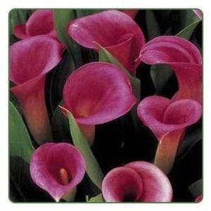 Zantedeschia Plants