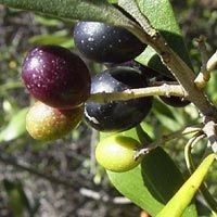 Olea Europaea