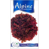 Red Lettuce Seeds