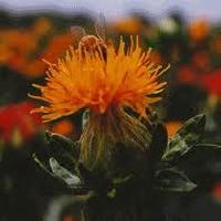 Safflower Extract / Carthamus (Water Soluble)